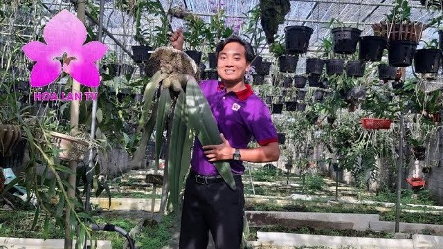 Vườn Lan Đẹp Như Tiên Cảnh Của Anh Văn Sĩ Ở Bảo Lộc Lâm Đồng [HOALANTV]