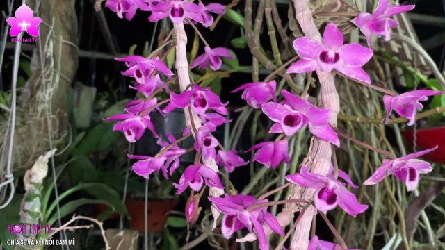 TRẦM TÍM Dendrobium parisii Đẹp Xinh Hương Thơm Cao Quý [HOALANTV]