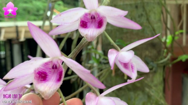 Dendrobium Anosmum Phi Điệp Lào Mắt Xước Quyến Rũ [HOALANTV]