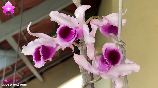 Dendrobium anosmum Phi Điệp Cửu Long Hòa Bình Bung Hoa Lên Kieki