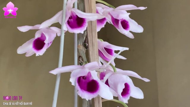 Dendrobium anosmum Phi Điệp ZíC ZắC TUYÊN QUANG Xổ Hoa [HOALANTV]